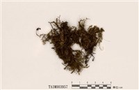 藏品(卷葉鳳尾苔)的圖片